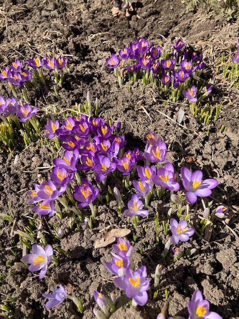 Running On Rosehip - Spring has sprung