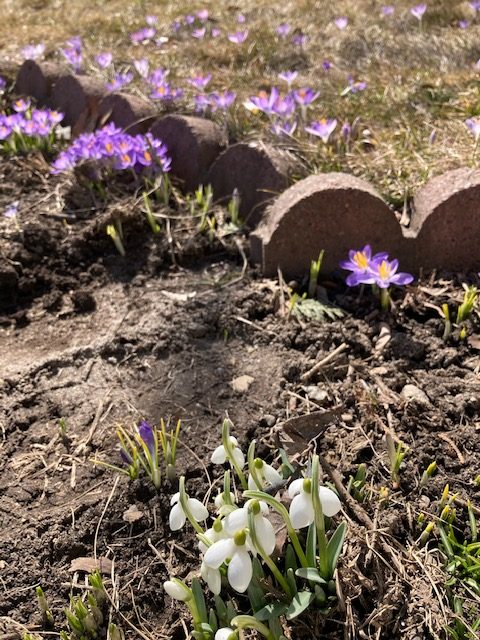 Running On Rosehip - Spring has sprung